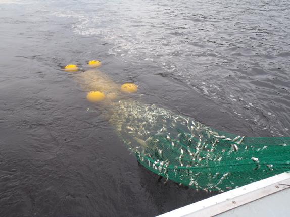 NOAA, forage fish, sampling nets